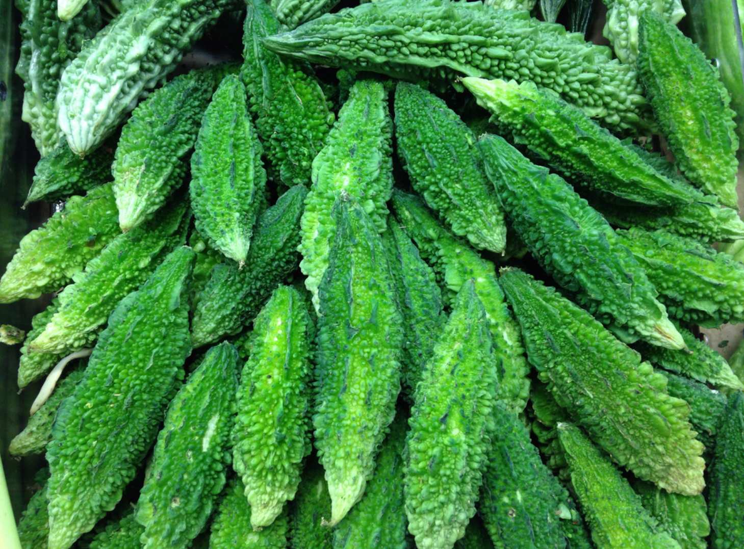 Bitter Gourd (Karawila)